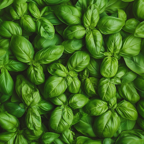 Basil Flavored