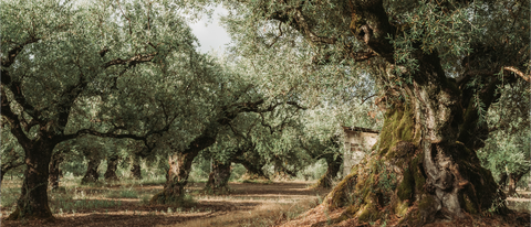 Adopt an Olive Tree