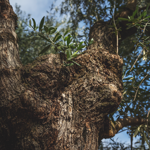 Adopt an Olive Tree